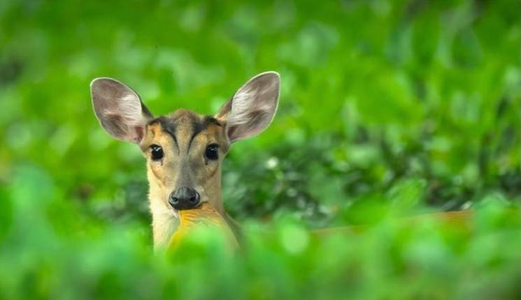 La faune cachée du parc de l’Ambassade de France se dévoile
