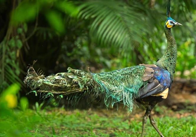 © Suong Mardy / Flâneries zoologiques