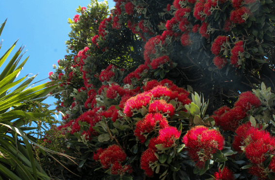 arbre de noel kiwi en fleurs