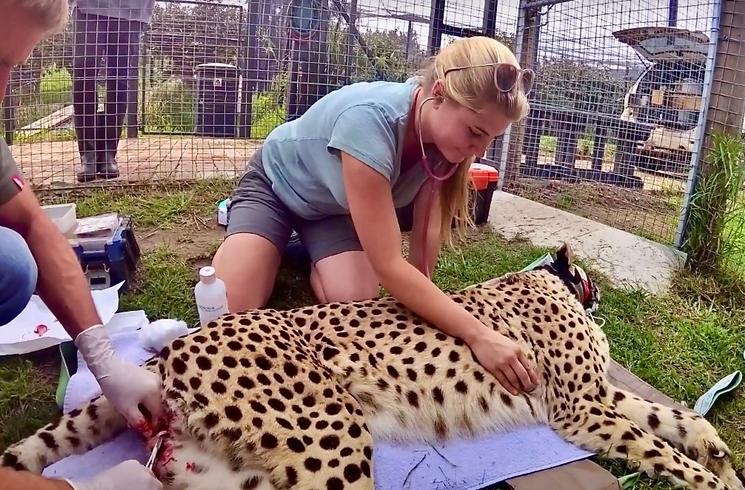 Dr Hauw pendant l'anesthésie d'un guépard dans un sanctuaire en Afrique du Sud