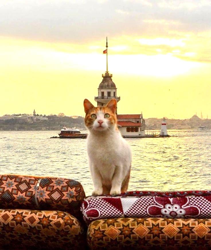 Chat des rues à Istanbul devant la tour de la Jeune Fille (Kız Kulesi) sur le Bosphore, symbole de la présence des chats en Turquie