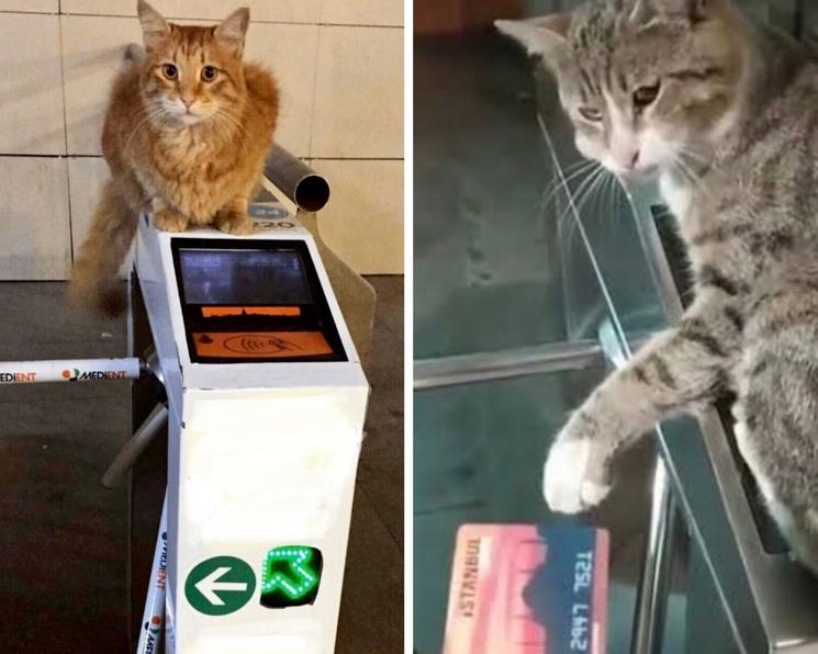 Chats Istanbul métro