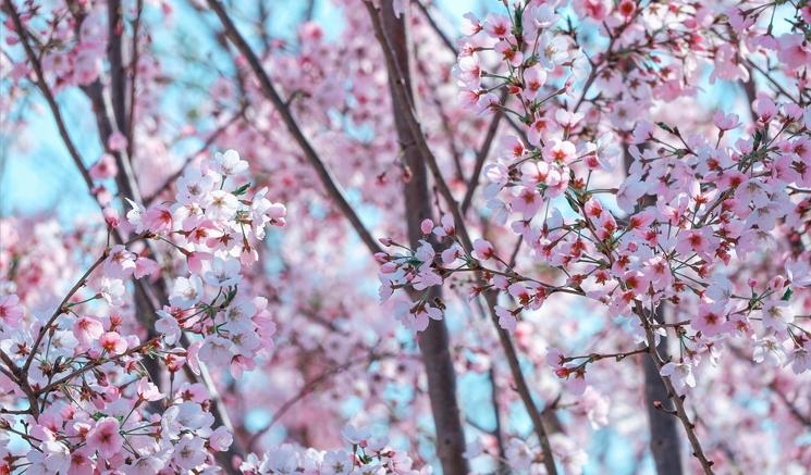 Cherry Blossom Festival