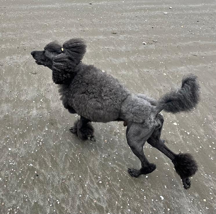 Chien toiletté. @Catherine Gruère