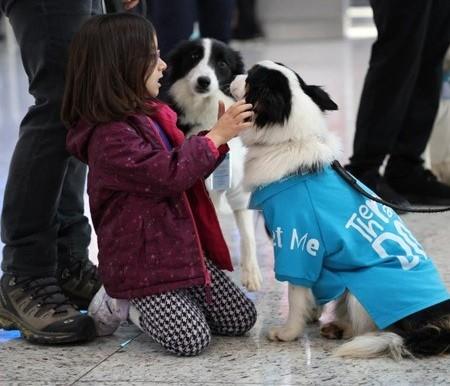 Chiens thérapeutiques