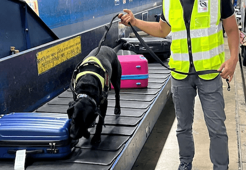 Chiens renifleurs à l’aéroport de Changi (© NParks).png