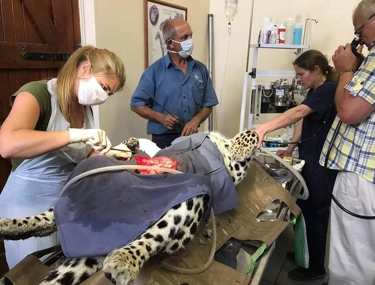 Catherine pendant une chirurgie de léopard dans un sanctuaire en Afrique du Sud