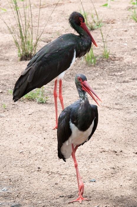 cigogne noire