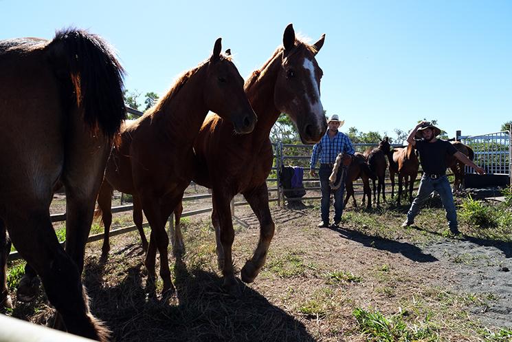 Chevaux sauvages qui s'apprêtent à être monté pour un rodéo en Nouvelle-Calédonie