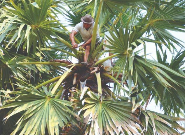 Công Mao - Linh Thao/VNA/CVN