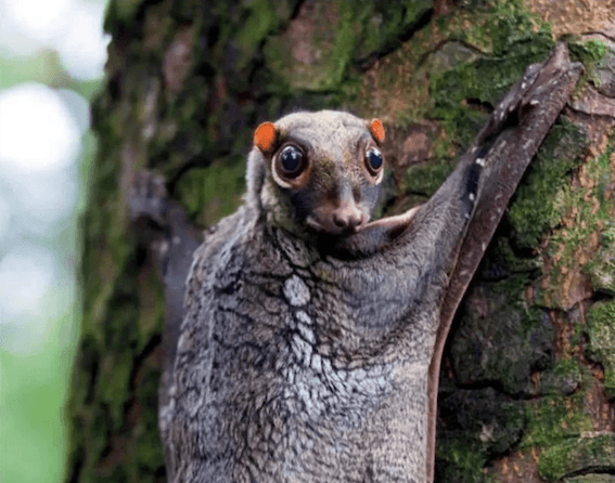 Colugo à Bukit Batok Nature Park ©Pressreader