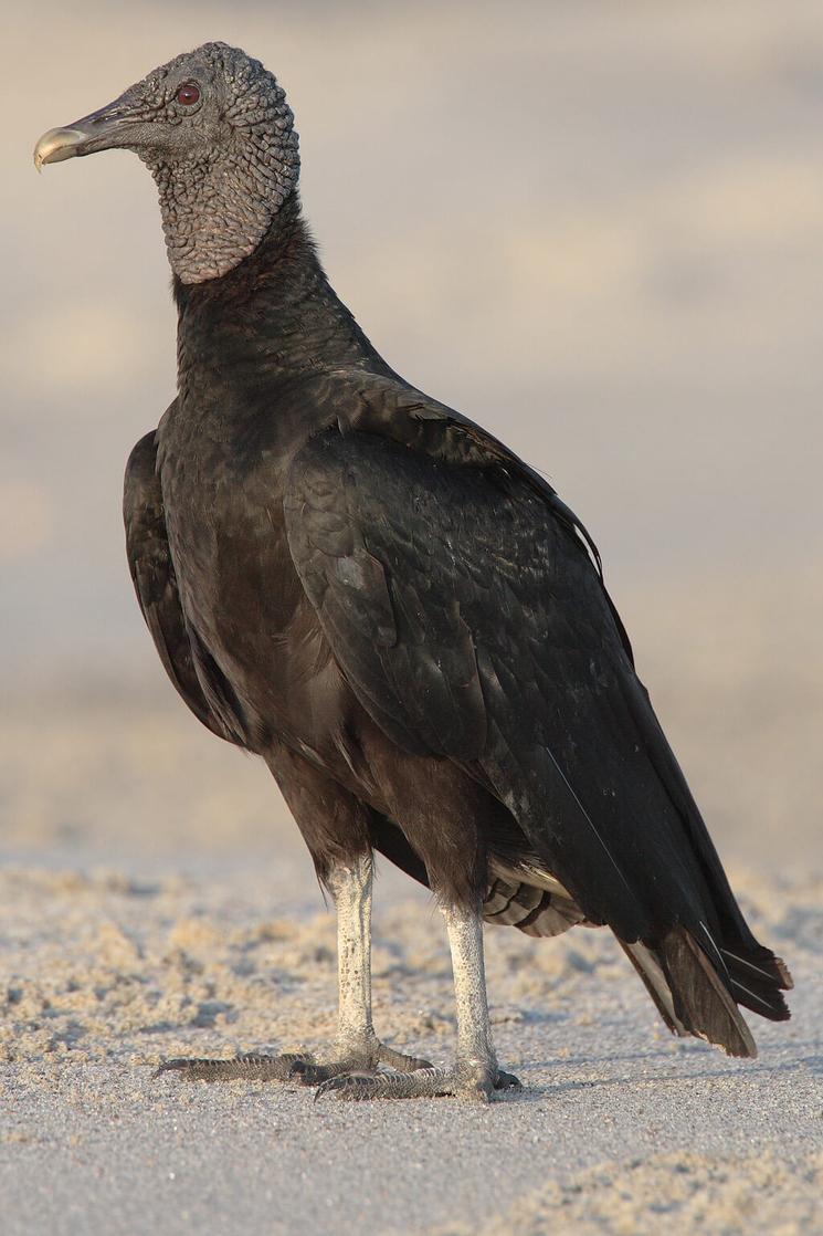vautour noir