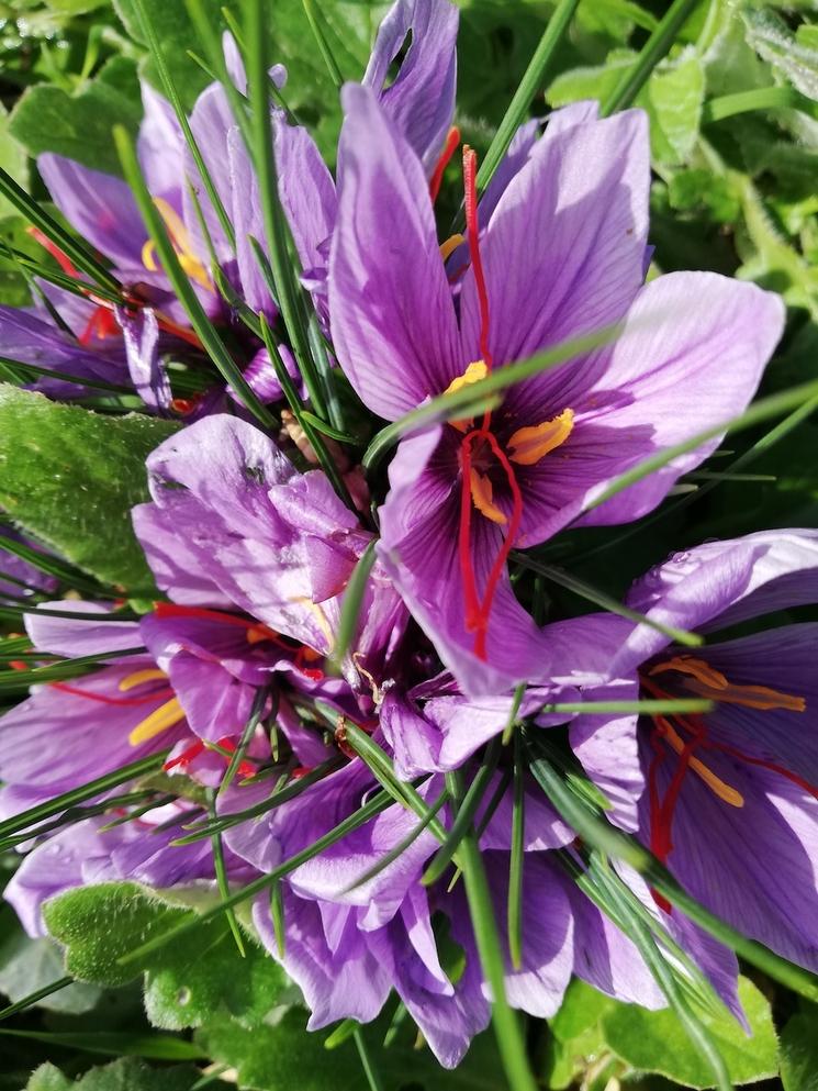 Crocus Sativus en fleur Safranbolu