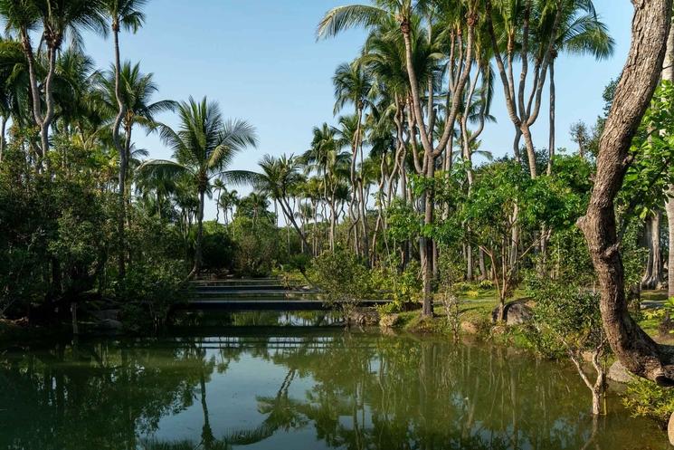 Parc arbres Chiang Mai