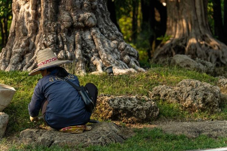 Parc arbres Chiang Mai