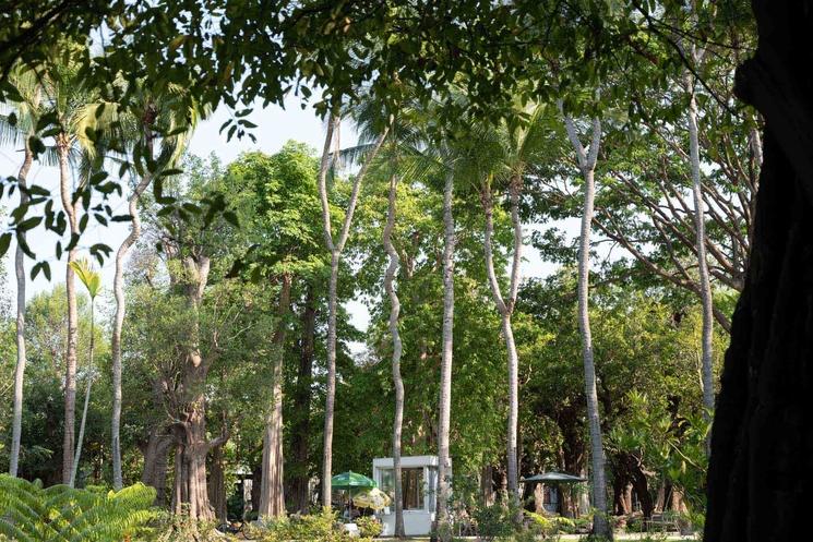 Parc arbres Chiang Mai