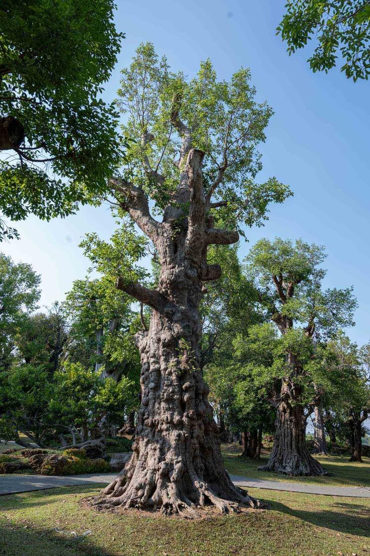 Parc arbres Chiang Mai