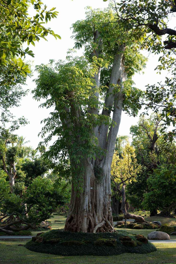 Parc arbres Chiang Mai