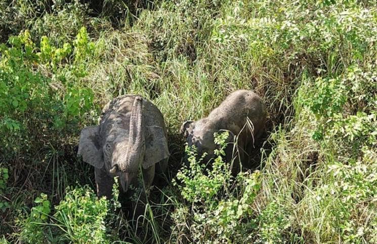 Des éléphants suivis de près après un drame à Preah Vihear au Cambodge