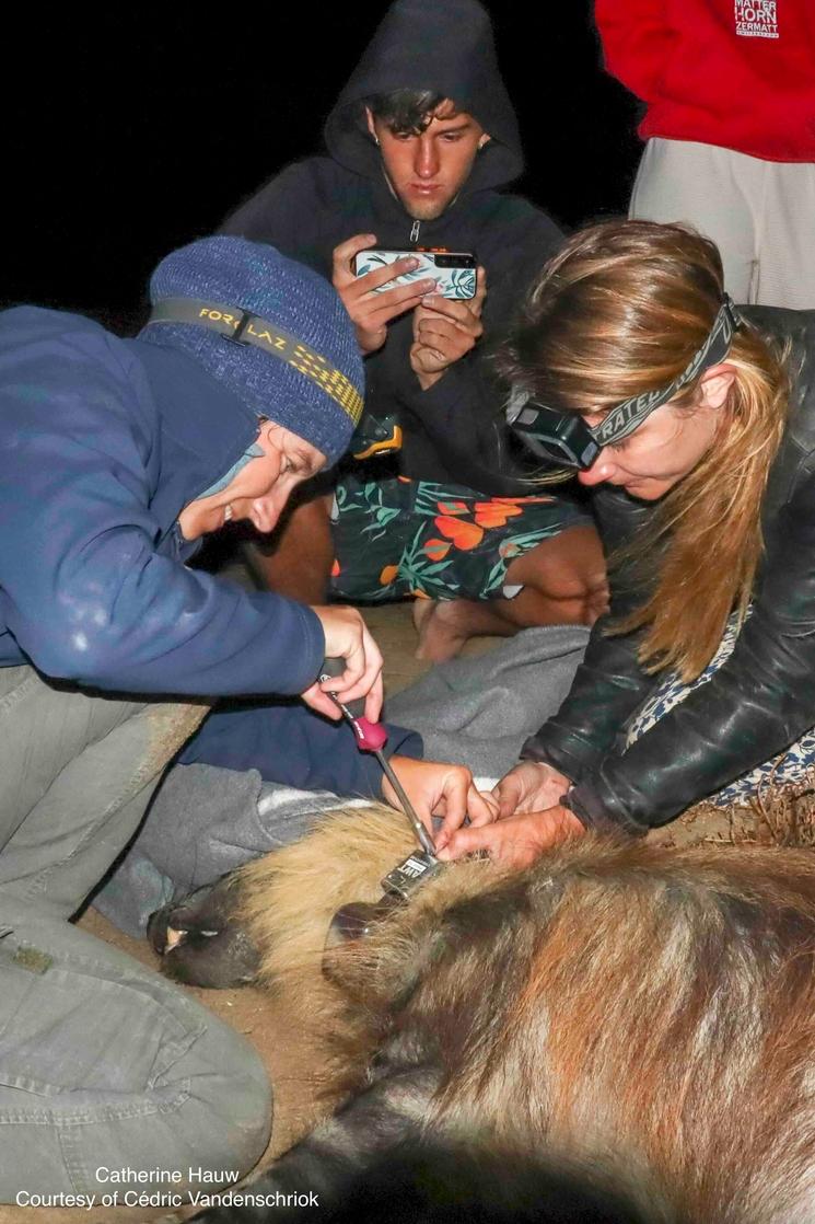 Dr Hauw pose un collier GPS sur une hyène en Namibie