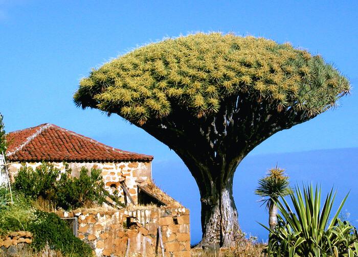 le drago, arbre typique de l'ile