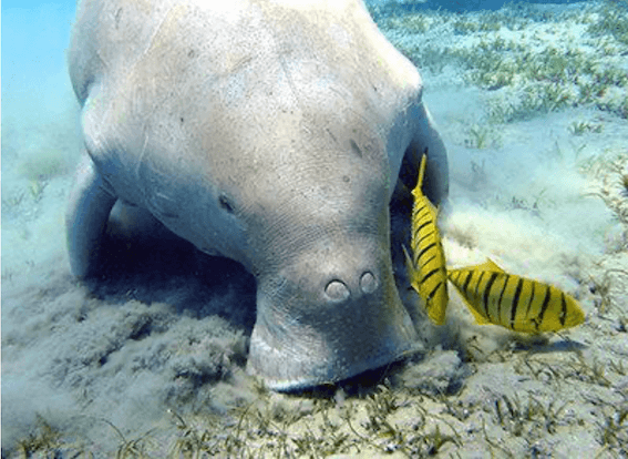 Dugong aux environs de Johor ©Ecologyasia