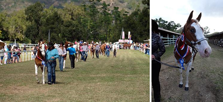 Foire de Bourail 2021 classe élévage équin