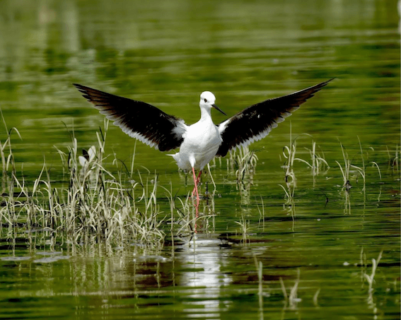 Echasse blanche près de Tuas - ©Kow Hao Rui