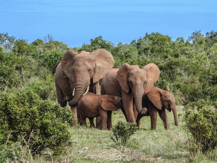Un éléphant de forêt en Afrique