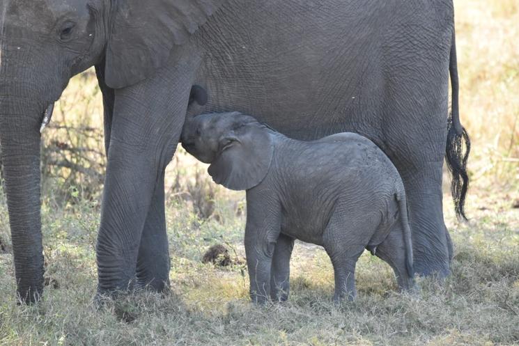Faune d'Afrique du Sud