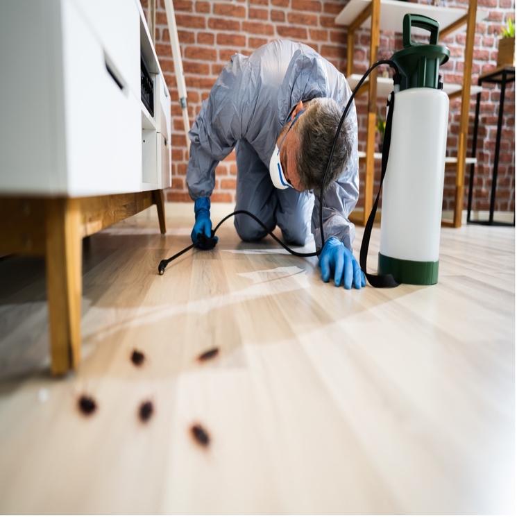 ENtreprise Anti nuisible