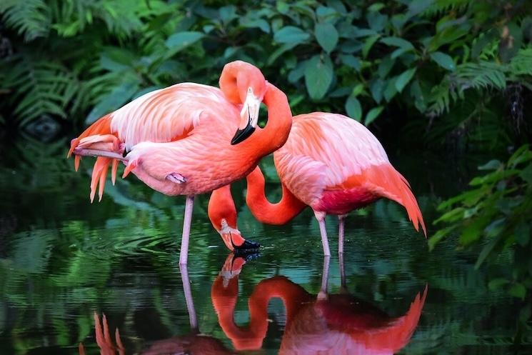 Parc national des Everglades, parmi les sites unesco aux etats unis