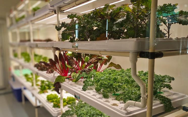 Une ferme organique verticale dans les locaux de The Food School Bangkok