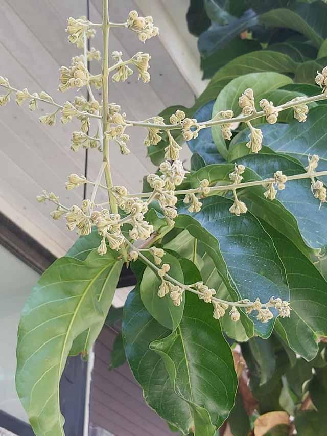 Inflorescence en boutons à Phnom Penh en mai 2023 (Photographie : Pascal Médeville)