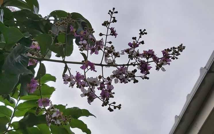 Inflorescence en boutons à Phnom Penh en mai 2023 (Photographie : Pascal Médeville)