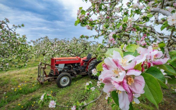 Fleur de pommier, Long Meadow Cider, Co. Armagh