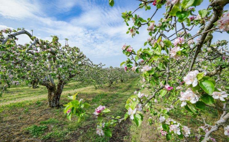Fleurs de pommier, cidre de Long Meadow, comté d'Armagh