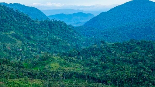 La forêt protégée d’Alto Mayo reconnue mondialement grâce à ses goûteurs de café