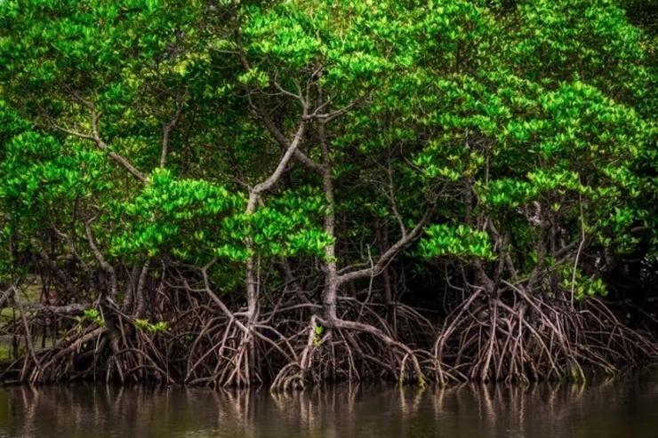 Une forêt de mangroves dans le Delta du Mékong, Vietnam