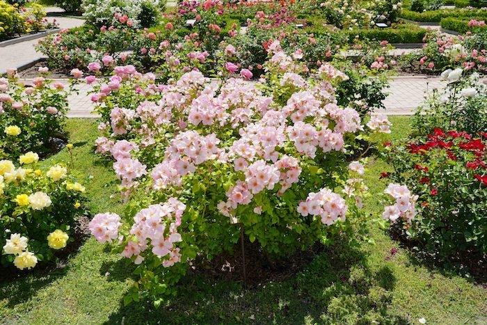 roses qui ont gagné le concours