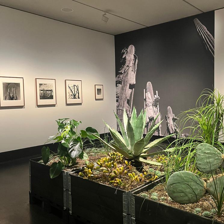 Photo de plantes mexicaines au c/o berlin