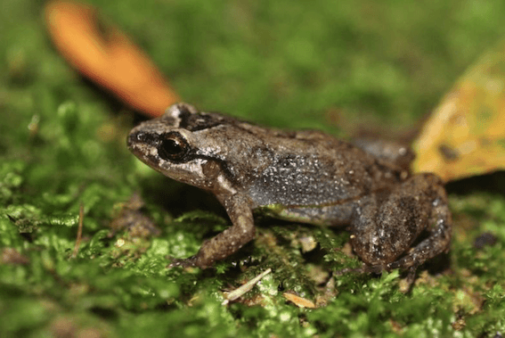 Grenouille de Subaraj dans la zone de Kranji ©inaturalist
