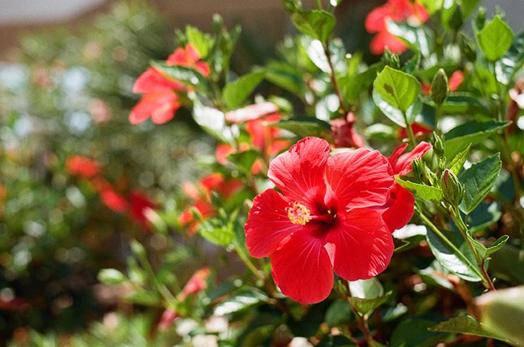 L'hibiscus fait parti des plantes médicinales en Nouvelle-Calédonie