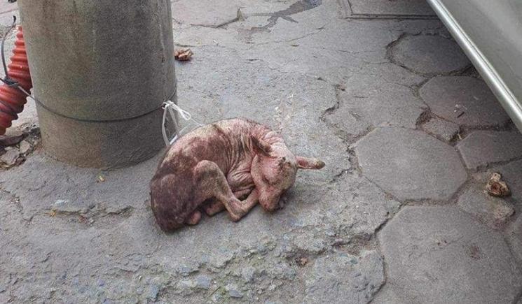Chien abandonné et sauvé par Hanoï adoption.