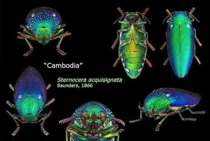 Saisir le tout petit : une nouvelle technologie à l’Institut Pasteur du Cambodge