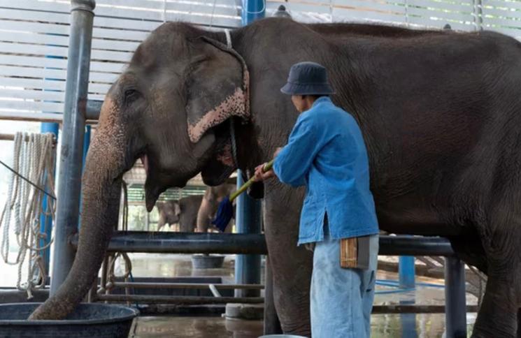 Éléphant soigné dans un hôpital thaïlandais