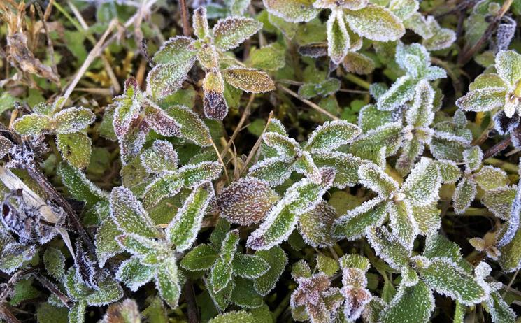 Feuilles givrées à Doi Inthanon Thaïlande
