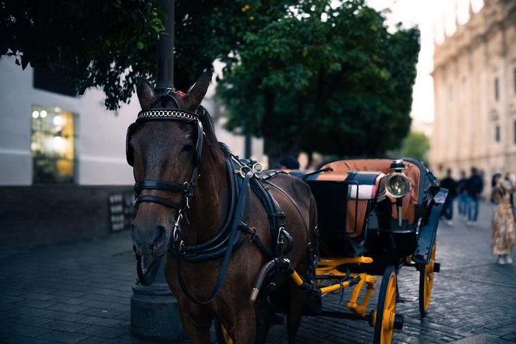 Un cheval de trait à l’arrêt aux abords de la Cathédrale de Séville ©Arthur Venot