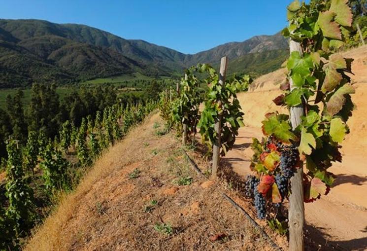Vin Argentine