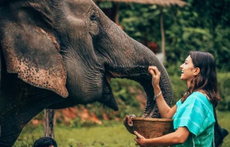 Femme nourrit éléphant